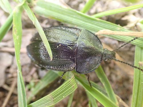 Phosphuga atrata